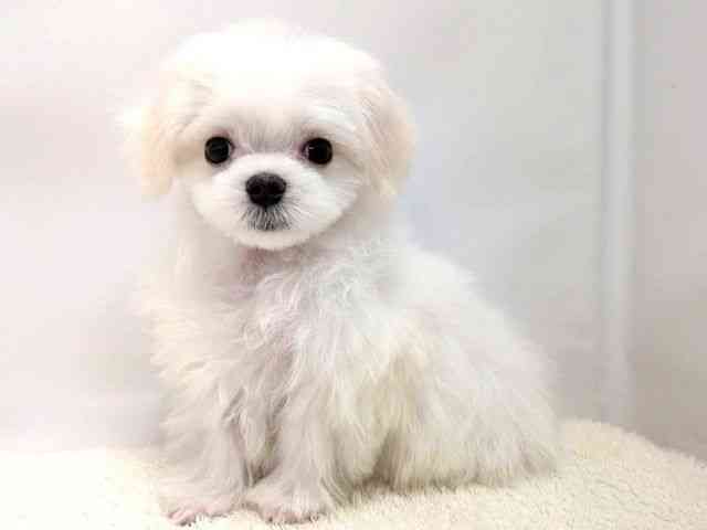 広島県のマルチーズ (ひごペットフレンドリーゆめタウン廿日市店/2025年11月3日生まれ/男の子/ホワイト)の子犬の3枚目の画像