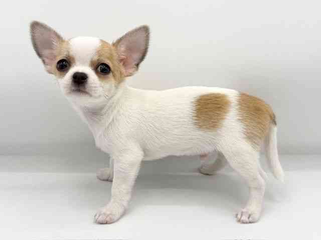 大阪府のチワワ(スムース) (ひごペットフレンドリーららぽーとEXPOCITY店/2025年11月3日生まれ/男の子/ホワイトレッド)の子犬の3枚目の画像