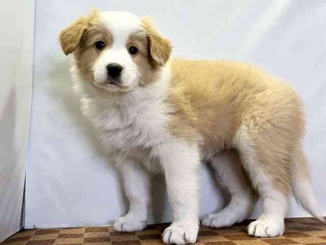 島根県のボーダーコリー (ひごペットフレンドリーイオン松江ショッピングセンター店/2025年11月3日生まれ/男の子/クリームホワイト)の子犬の3枚目の画像