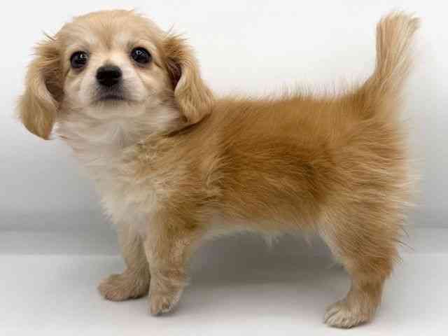 大阪府のチワックス(チワワ×ダックス) (ひごペットフレンドリーららぽーとEXPOCITY店/2025年11月1日生まれ/女の子/クリーム)の子犬の3枚目の画像