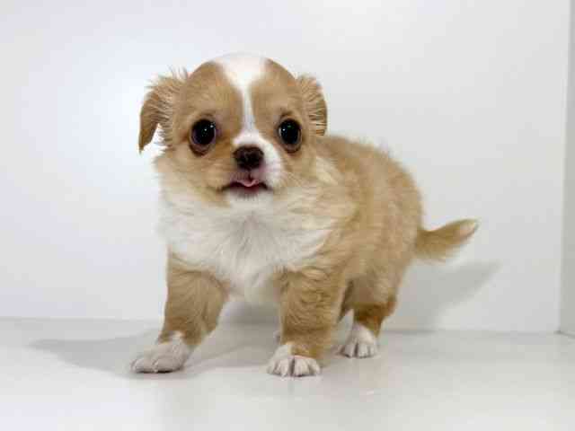 兵庫県のチワワ(ロング) (ひごペットフレンドリーイトーヨーカドー明石店/2025年11月2日生まれ/男の子/クリームホワイト)の子犬の3枚目の画像