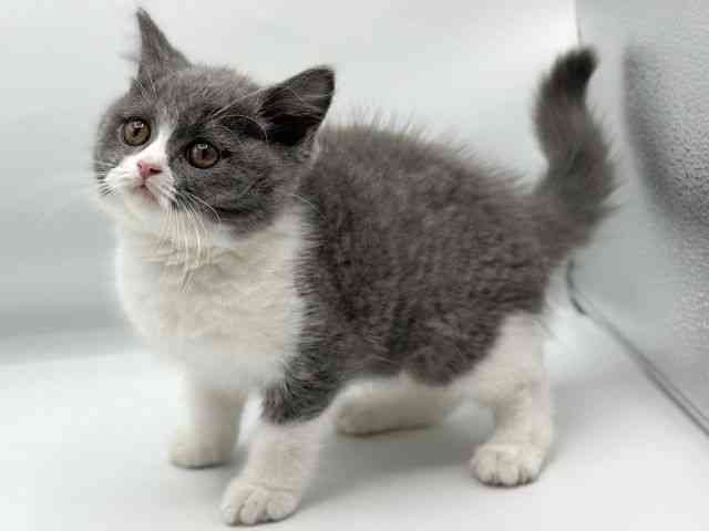 香川県のブリティッシュショートヘアー (ひごペットフレンドリーゆめタウン高松店/2025年11月3日生まれ/男の子/ブルーホワイト)の子猫の3枚目の画像