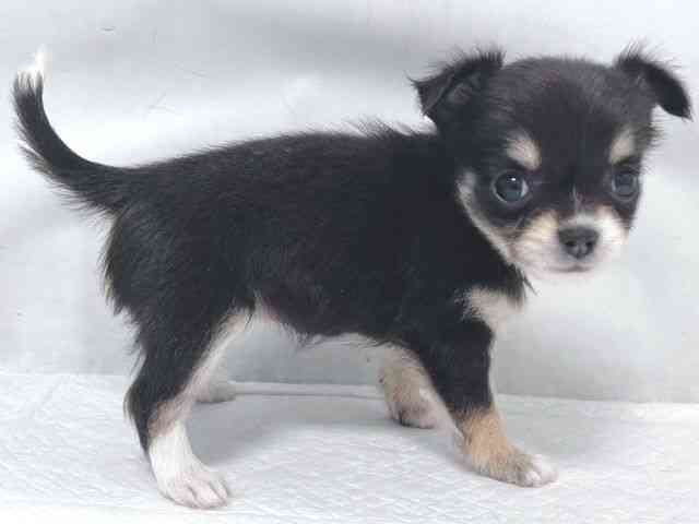 大阪府のチワワ(ロング) (ひごペットフレンドリー堺プラットプラット店/2025年11月3日生まれ/女の子/ブラックタンホワイト)の子犬の3枚目の画像