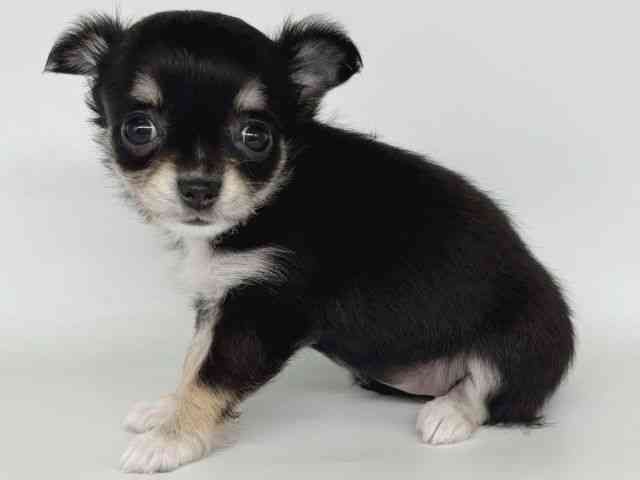 大阪府のチワワ(ロング) (ひごペットフレンドリー瓜破店/2025年11月3日生まれ/女の子/ブラックタンホワイト)の子犬の3枚目の画像