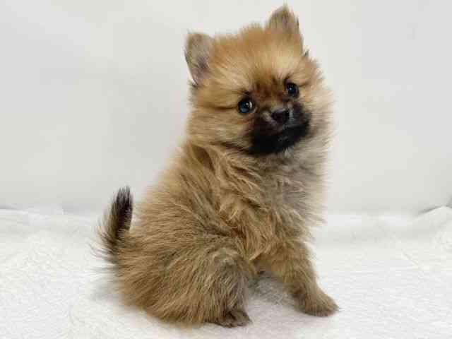 高知県のポメラニアン (ひごペットフレンドリーイオンモール高知店/2025年11月3日生まれ/女の子/オレンジ)の子犬の3枚目の画像