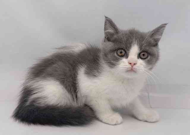 鳥取県のブリティッシュショートヘアー (ひごペットフレンドリーイオンモール鳥取北店/2025年11月2日生まれ/男の子/ブルーホワイト)の子猫の3枚目の画像