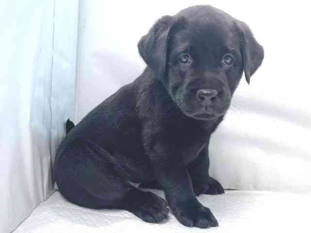 大阪府のラブラドールレトリーバー (ひごペットフレンドリー堺プラットプラット店/2025年11月3日生まれ/女の子/ブラック)の子犬の3枚目の画像