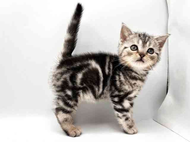 奈良県のアメリカンショートヘアー (ひごペットフレンドリー田原本店/2025年11月1日生まれ/女の子/シルバータビー)の子猫の3枚目の画像