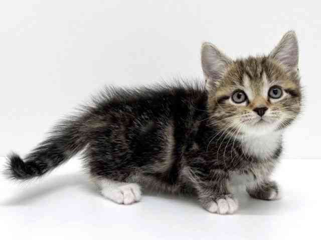 大阪府のマンチカン (ひごペットフレンドリーくずはモール店/2025年10月26日生まれ/男の子/ブラウンタビーホワイト)の子猫の3枚目の画像