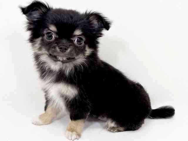 京都府のチワワ(ロング) (ひごペットフレンドリーイズミヤショッピングセンター八幡店/2025年11月3日生まれ/女の子/ブラッククリーム)の子犬の3枚目の画像