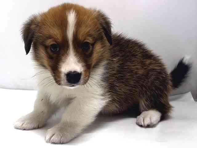 奈良県のハーフ犬・ミックス犬 (ひごペットフレンドリー奈良パワーシティ店/2025年11月2日生まれ/男の子/セーブル)の子犬の3枚目の画像