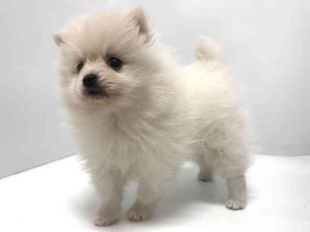 奈良県のポメラニアン (ひごペットフレンドリー奈良パワーシティ店/2025年11月1日生まれ/男の子/ホワイト)の子犬の3枚目の画像