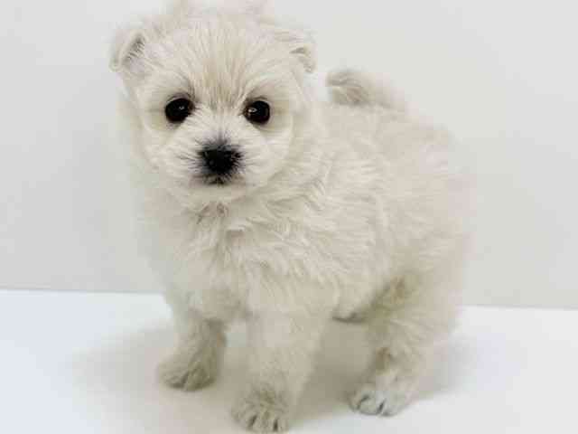 大阪府のビションプー(ビションフリーゼ×プードル) (ひごペットフレンドリーいこらもーる泉佐野店/2025年11月2日生まれ/女の子/クリーム)の子犬の3枚目の画像