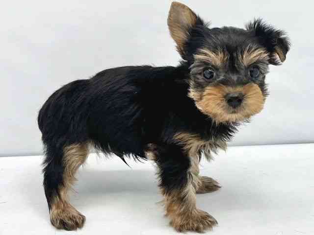 大阪府のヨークシャーテリア (ひごペットフレンドリーイトーヨーカドー津久野店/2025年11月2日生まれ/男の子/スチールブルータン)の子犬の3枚目の画像