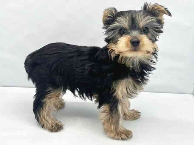 大阪府のヨークシャーテリア (ひごペットフレンドリーイトーヨーカドー津久野店/2025年11月2日生まれ/男の子/スチールブルータン)の子犬の3枚目の画像