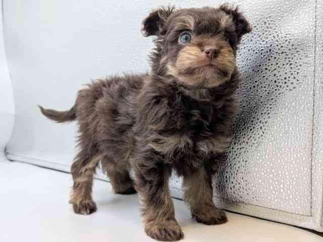 香川県のポメプー(ポメラニアン×プードル) (ひごペットフレンドリーゆめタウン高松店/2025年10月29日生まれ/男の子/チョコレートタン)の子犬の3枚目の画像