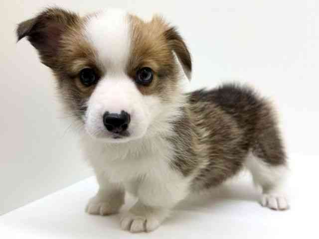 兵庫県のウェルシュコーギーペンブローク (ひごペットフレンドリーブルメールHAT神戸店/2025年11月2日生まれ/男の子/レッドホワイト)の子犬の3枚目の画像