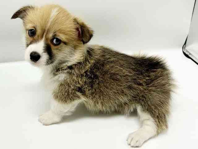 大阪府のウェルシュコーギーペンブローク (ひごペットフレンドリーイオンタウン豊中庄内店/2025年11月2日生まれ/男の子/レッドホワイト)の子犬の3枚目の画像