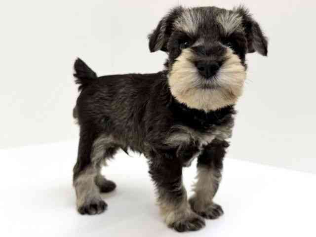 兵庫県のミニチュアシュナウザー (ひごペットフレンドリーブルメールHAT神戸店/2025年11月3日生まれ/男の子/ソルトペッパー)の子犬の3枚目の画像