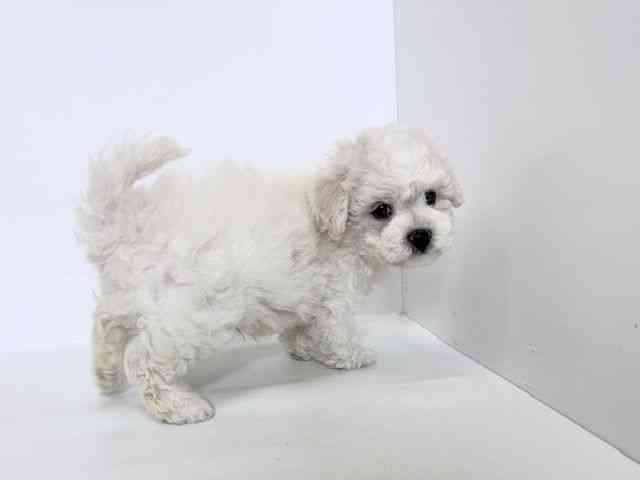 大阪府のビションフリーゼ (ひごペットフレンドリーアクロスプラザ住之江店/2025年11月1日生まれ/男の子/ホワイト)の子犬の3枚目の画像