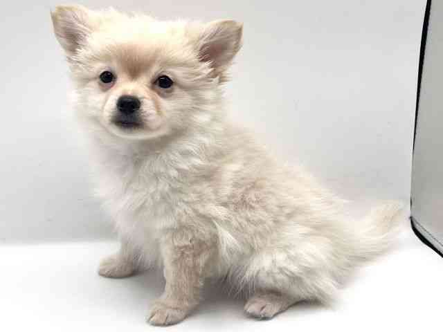 京都府のポメチワ/チワポメ/ポメチー(ポメラニアン×チワワ) (ひごペットフレンドリーイオンモール高の原店/2025年11月2日生まれ/男の子/クリーム)の子犬の3枚目の画像