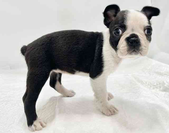 高知県のボストンテリア (ひごペットフレンドリーイオンモール高知店/2025年11月2日生まれ/女の子/ボストンカラー)の子犬の3枚目の画像