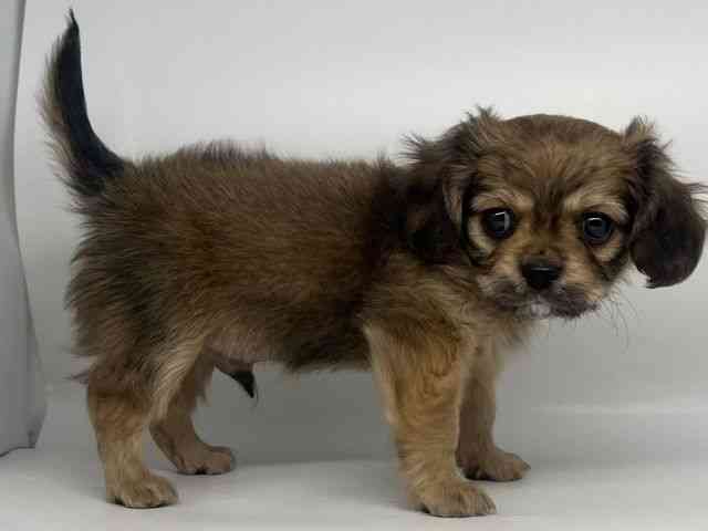 徳島県のキャバチワ/チワキャバ(キャバリア×チワワ) (ひごペットフレンドリーゆめタウン徳島店/2025年11月2日生まれ/男の子/レッド)の子犬の3枚目の画像