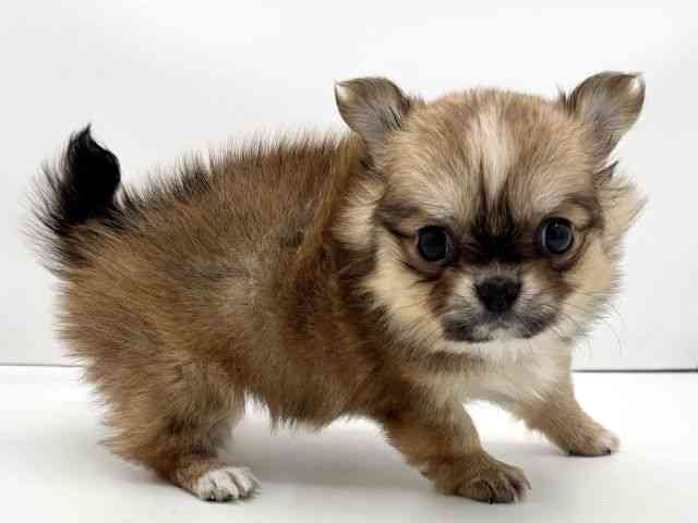 兵庫県のポメチワ/チワポメ/ポメチー(ポメラニアン×チワワ) (ひごペットフレンドリークラウンパーク伊丹店/2025年11月2日生まれ/女の子/レッドホワイト)の子犬の3枚目の画像