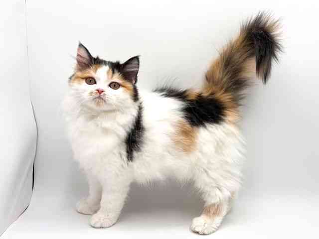 奈良県のマンチカン (ひごペットフレンドリー田原本店/2025年10月27日生まれ/女の子/キャリコ)の子猫の3枚目の画像