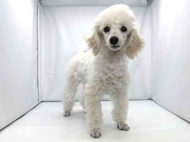 兵庫県のトイプードル(トイ) (ひごペットフレンドリーイオンタウン加古川店/2025年11月3日生まれ/男の子/ホワイト)の子犬の3枚目の画像