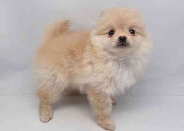 鳥取県のポメラニアン (ひごペットフレンドリーイオンモール鳥取北店/2025年11月2日生まれ/男の子/クリーム)の子犬の3枚目の画像