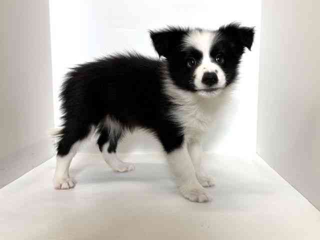 大阪府のボーダーコリー (ひごペットフレンドリーアクロスプラザ住之江店/2025年11月3日生まれ/男の子/ブラックホワイト)の子犬の3枚目の画像