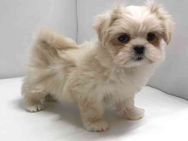 奈良県のペキマル/マルペキ(ペキニーズ×マルチーズ) (ひごペットフレンドリー奈良パワーシティ店/2025年11月3日生まれ/女の子/クリーム)の子犬の3枚目の画像