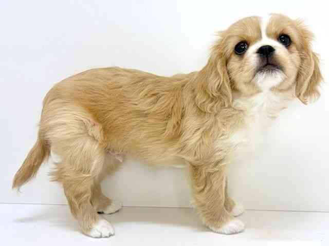 大阪府のハーフ犬・ミックス犬 (ひごペットフレンドリーいこらもーる泉佐野店/2025年11月3日生まれ/男の子/ブレンハイム)の子犬の3枚目の画像