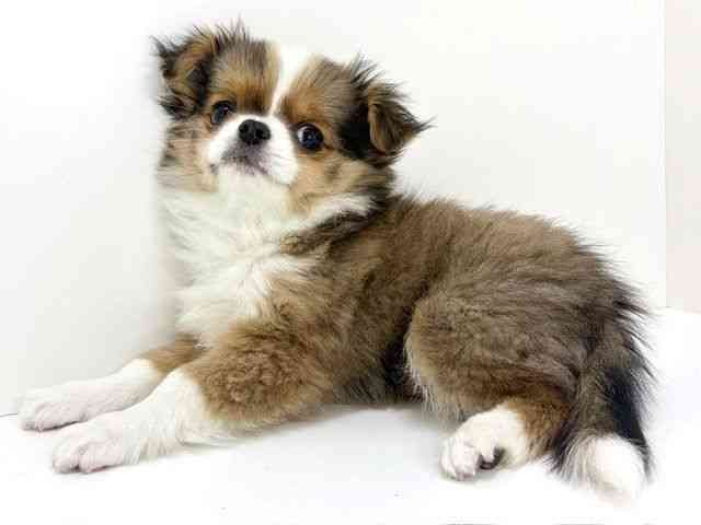 大阪府のハーフ犬・ミックス犬 (ひごペットフレンドリーいこらもーる泉佐野店/2025年11月1日生まれ/男の子/レッドホワイト)の子犬の3枚目の画像