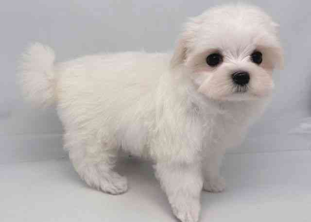 鳥取県のマルチーズ (ひごペットフレンドリーイオンモール鳥取北店/2025年11月3日生まれ/女の子/ホワイト)の子犬の3枚目の画像