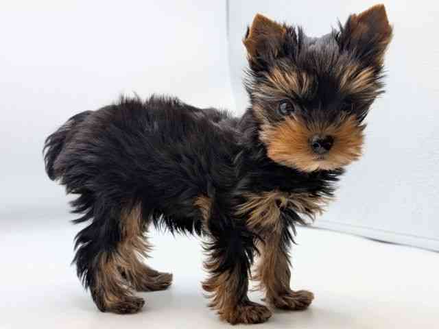 香川県のヨークシャーテリア (ひごペットフレンドリーゆめタウン高松店/2025年11月2日生まれ/男の子/スチールブルータン)の子犬の3枚目の画像