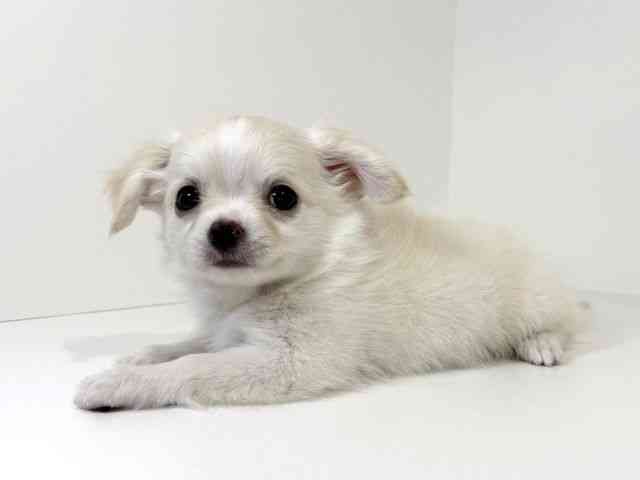 兵庫県のチワワ(ロング) (ひごペットフレンドリーイトーヨーカドー明石店/2025年11月2日生まれ/男の子/ホワイト)の子犬の3枚目の画像