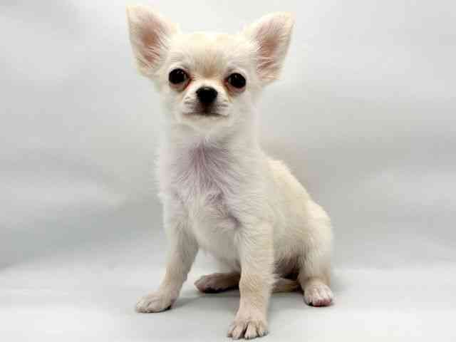 大阪府のチワワ(ロング) (ひごペットフレンドリー東淀川店/2025年11月3日生まれ/女の子/ホワイト)の子犬の3枚目の画像