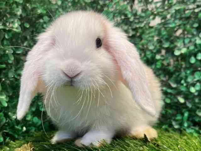 ロップイヤー[ドワーフロップイヤー] | ひごペットフレンドリー