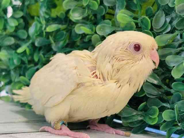 サザナミインコ[クリームイノ] | ひごペットフレンドリー 【 公式サイト 】