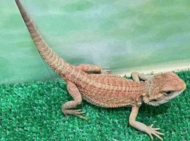 フトアゴヒゲトカゲ[トランス] | ひごペットフレンドリー 【 公式サイト 】