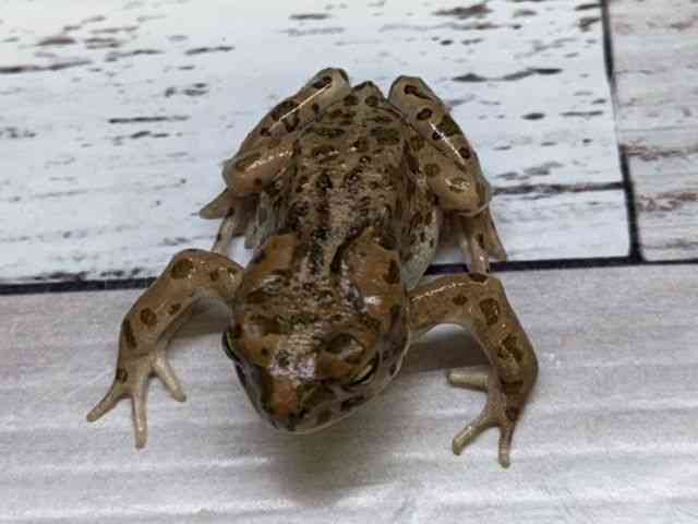 その他[【エジプトミドリヒキガエル】] | ひごペットフレンドリー