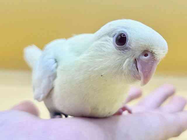 サザナミインコ[【クリームイノ】] | ひごペットフレンドリー 【 公式