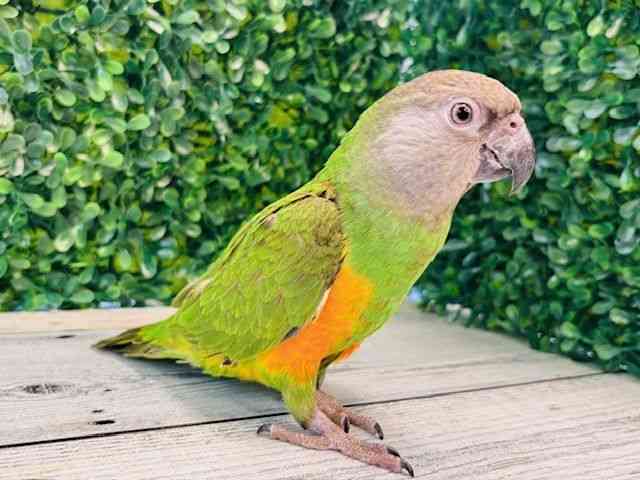 セネガルパロット[肩乗り・なでなで大好き！] | ひごペット