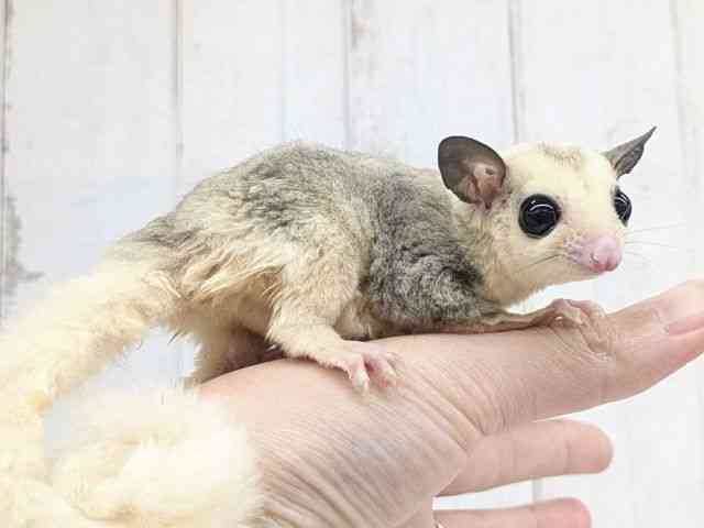 フクロモモンガ[【モザイク】フェスタ開催中！2026年2月1日まで特別