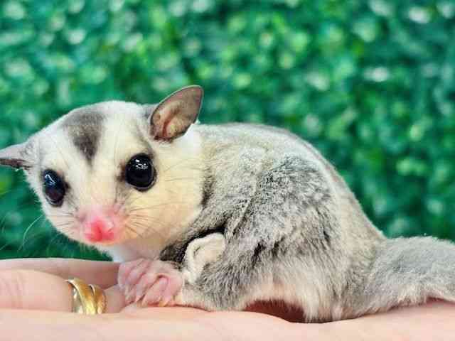 フクロモモンガ[【カラー】ホワイトフェイス] | ひごペット