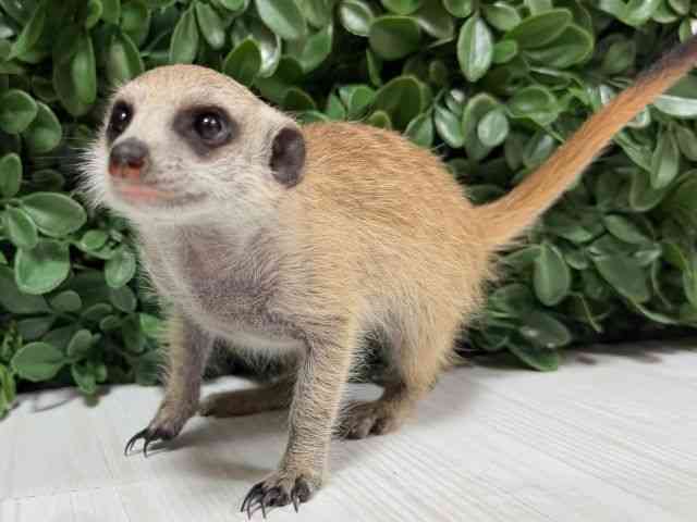 ミーアキャット[顔が天使？！ ミーアキャット] | ひごペット