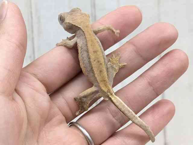 クレステッドゲッコー[【ノーマル】] | ひごペットフレンドリー