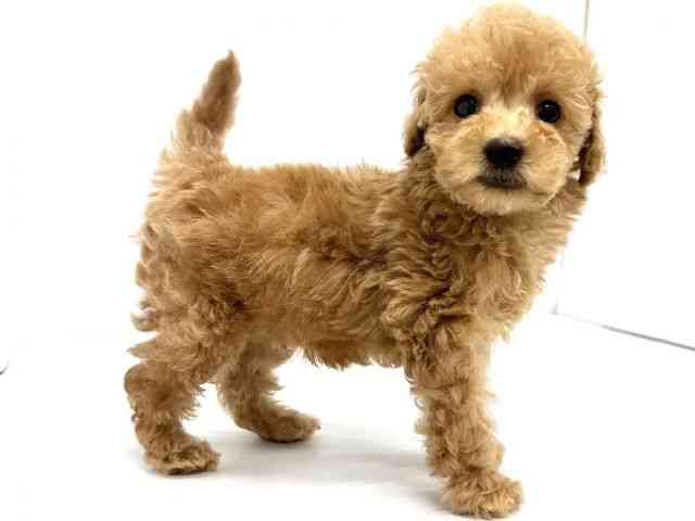 大阪府のトイプードル(トイ) (ひごペットフレンドリーイオンタウン茨木太田店/2025年10月8日生まれ/男の子/アプリコット)の子犬の3枚目の画像